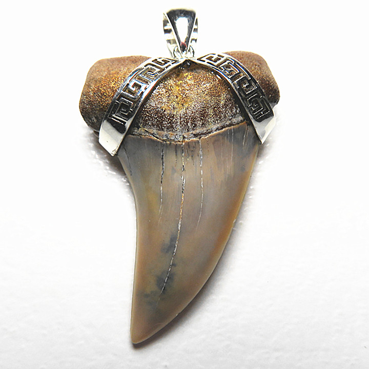 天然勾齿鲨牙齿吊坠千万年巨兽真牙项链化石925银镶嵌 流星花园