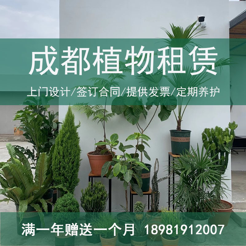 成都绿植租赁办公室绿植租赁绿植租摆植物短租花园设计大中小绿植