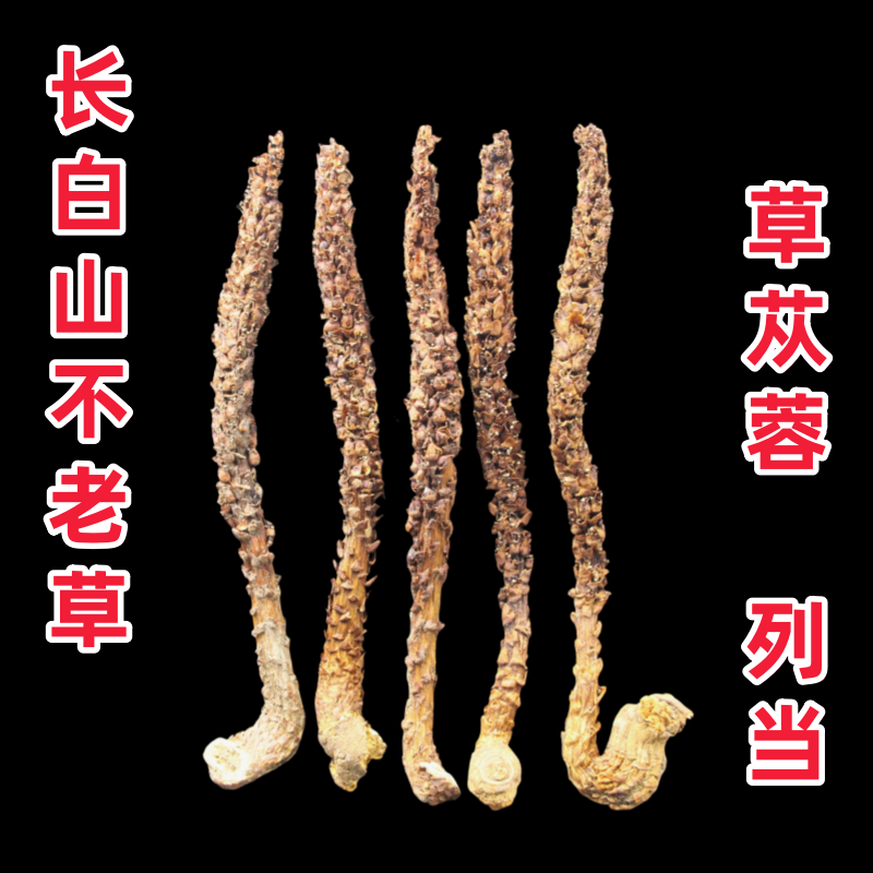 不老草长白山特产神仙草列当草苁蓉东北特产中药材炖汤泡酒超大棵