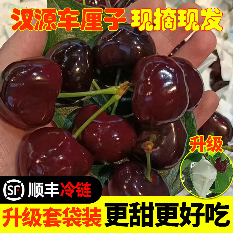 【套袋大果】新鲜水果四川雅安汉车厘子/樱桃