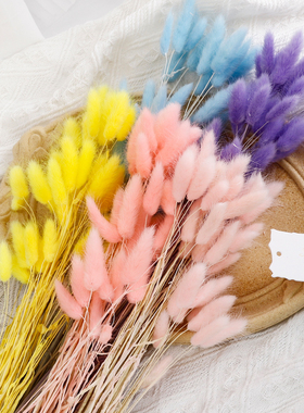 花喜爱 兔尾草狗尾巴草干花真花永生花鲜花包装花束装饰材料花艺