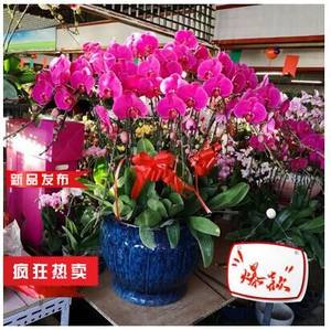 上海鲜花直送价格 上海鲜花直送图片 星期三