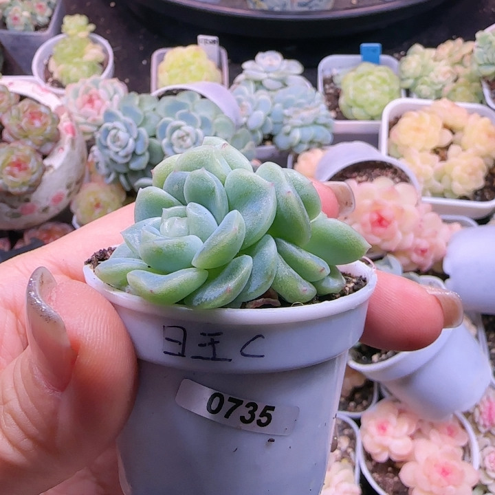 0735旺财,鲜花速递/花卉仿真/绿植园艺,多肉植物,淘宝优惠券,粉丝福利购,淘宝优惠卷