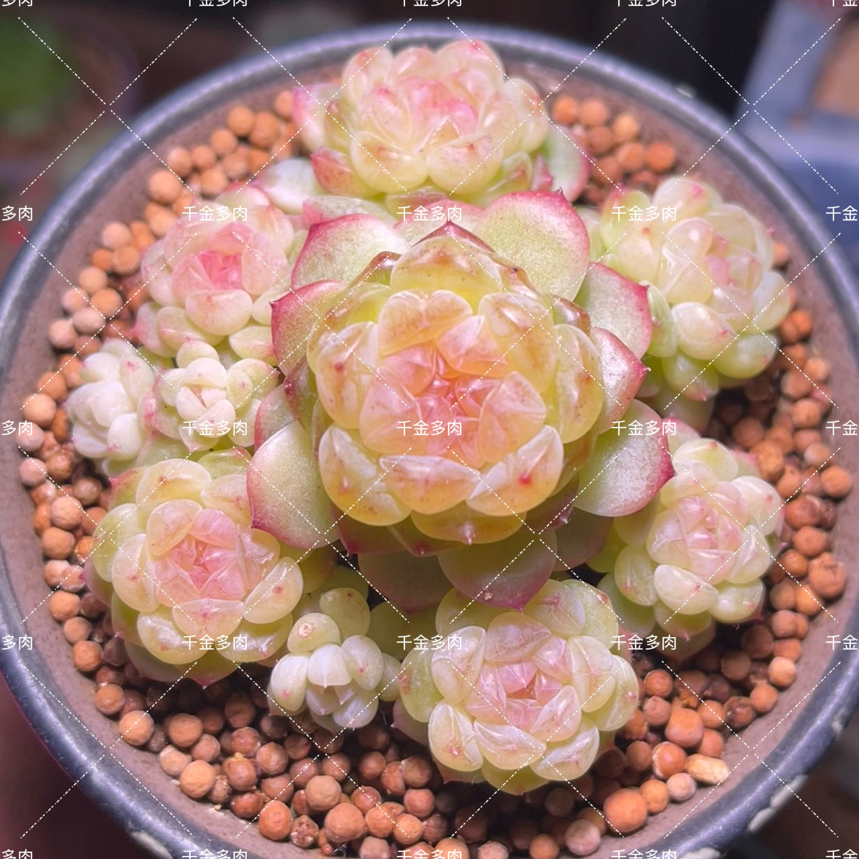 竹马甜心