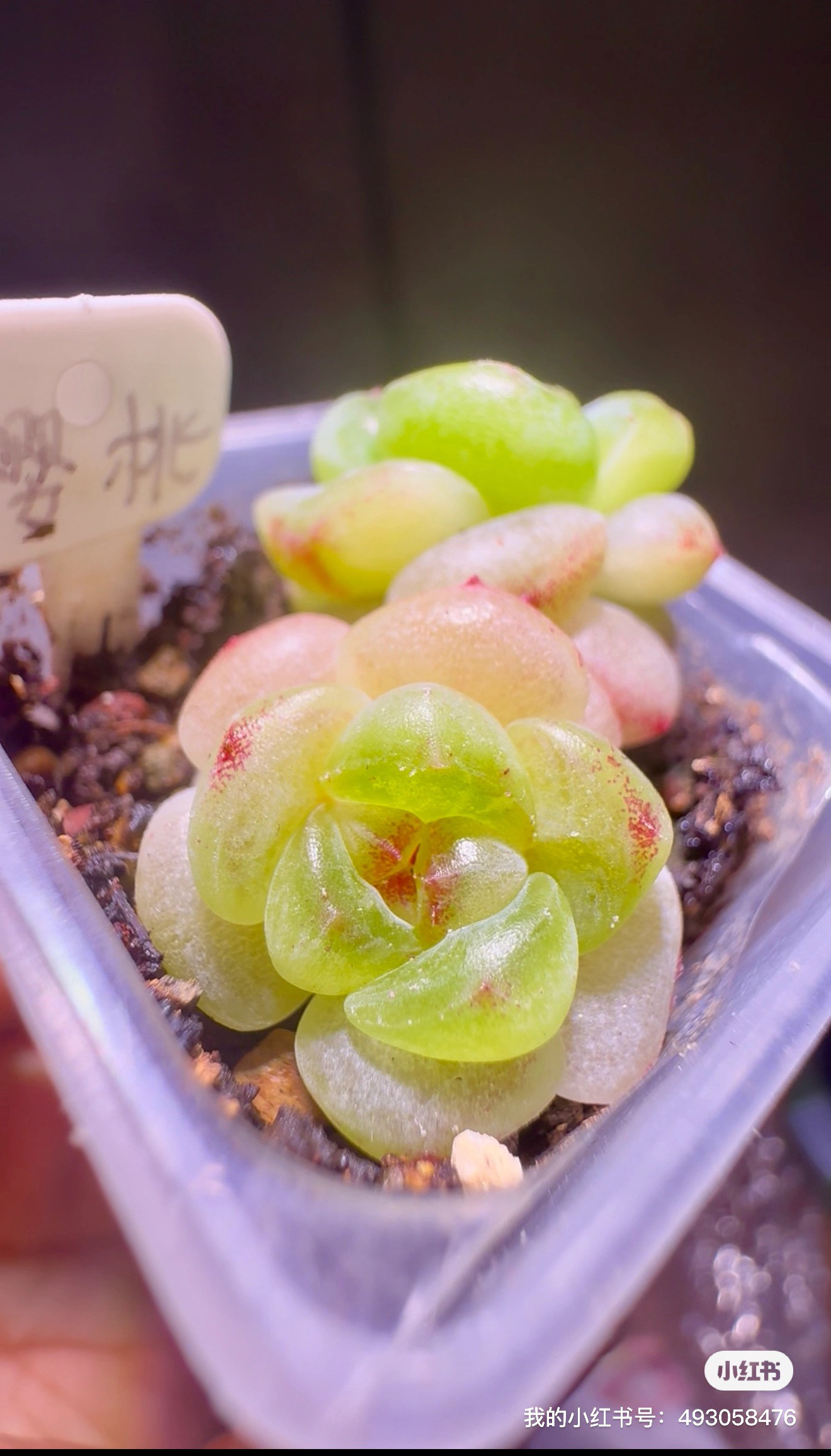 樱桃甜心拍卖款