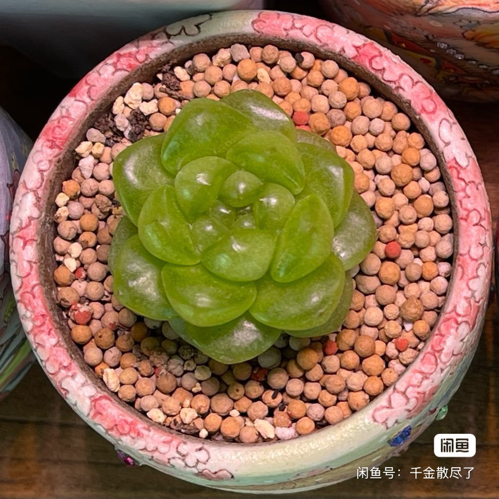 祖母绿甜心，画饼，已有后代