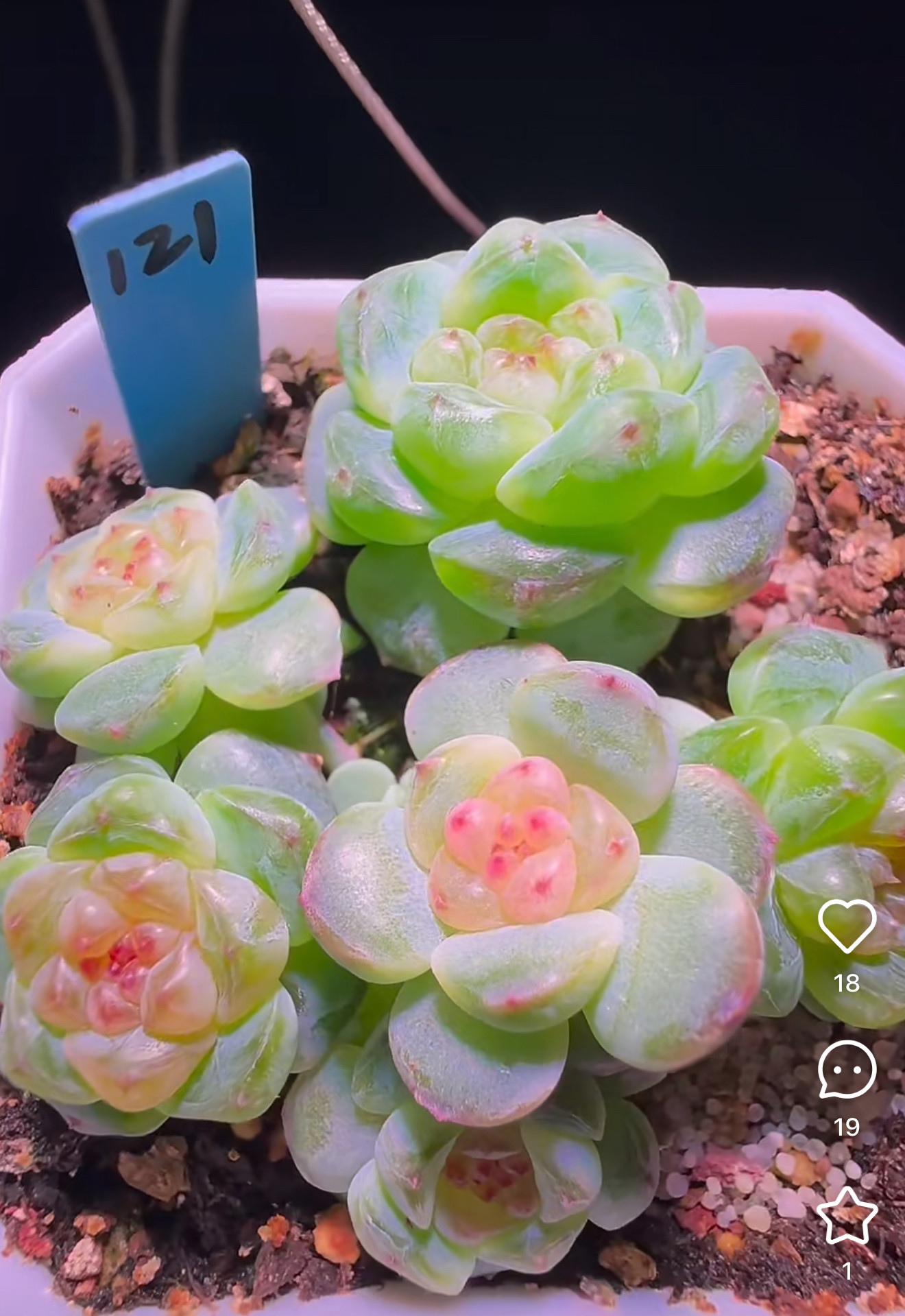 甜心121叶插38多肉植物