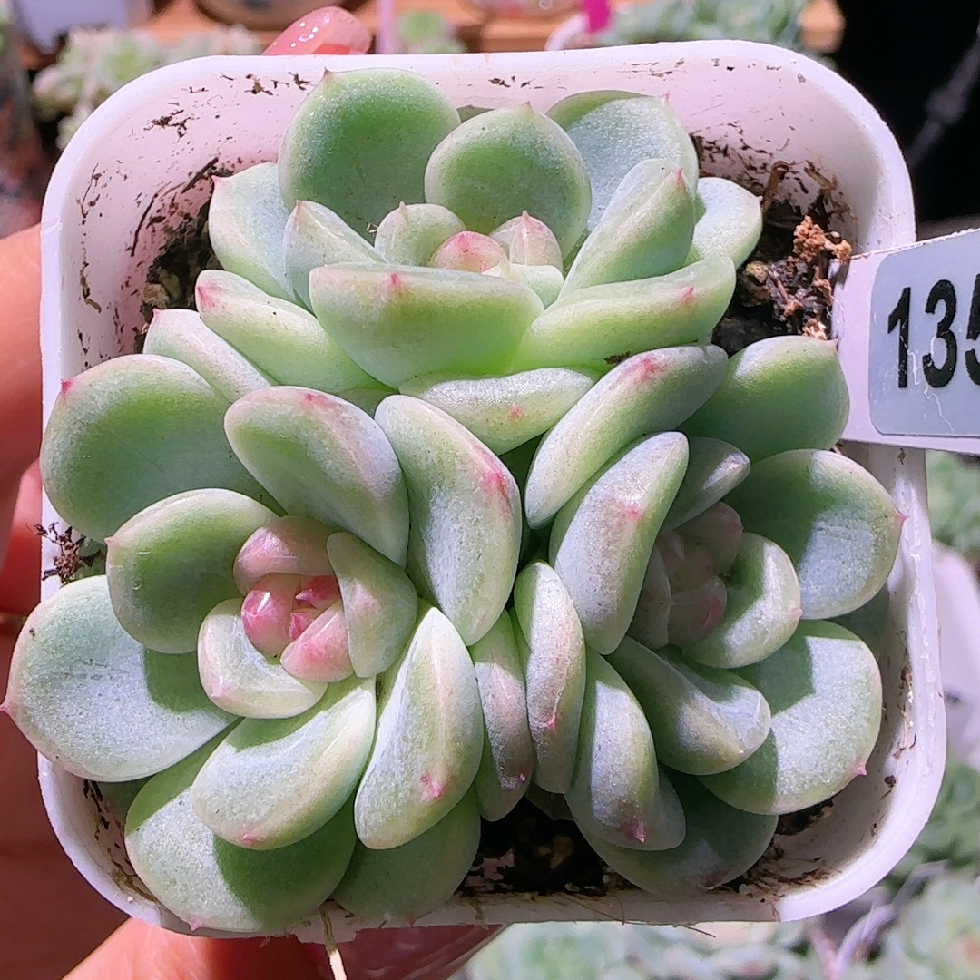 1358/梅子甜心