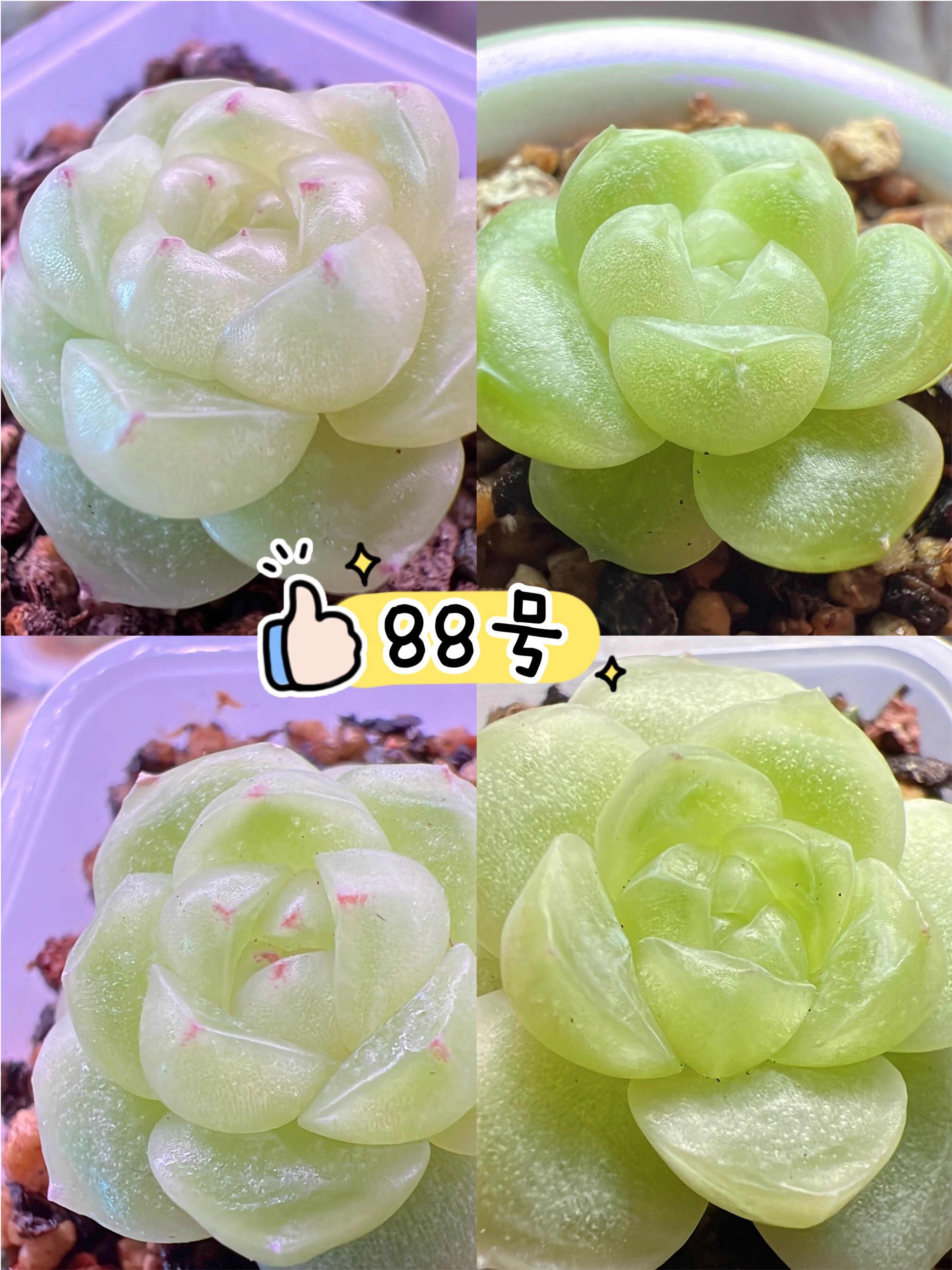清浅麦秆88出叶插多肉植物