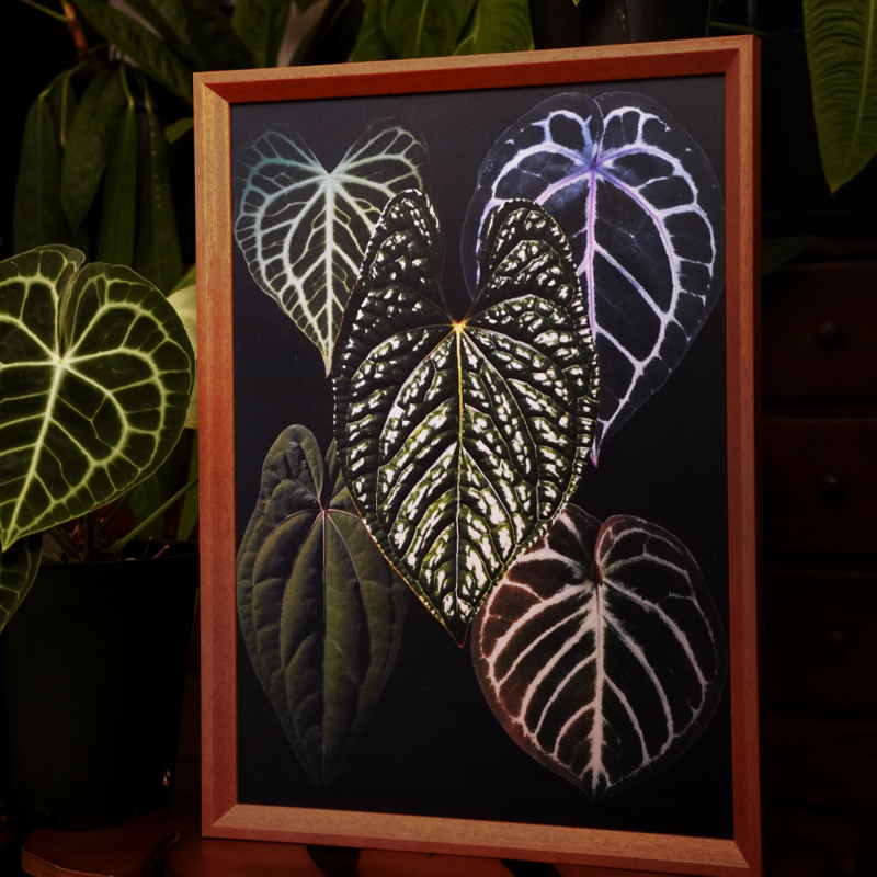 生野造物植物图谱原创光栅画植物装饰画简约生日礼物挂画