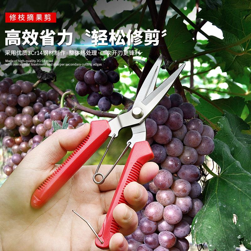 剪刀修枝剪果树园艺剪刀蔬果采摘剪子园林稀果摘果剪刀葡萄修枝剪