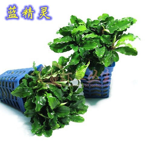 水草新手阴性草水榕辣椒榕