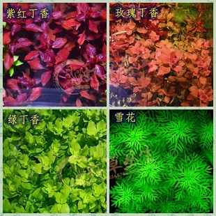 紫红丁香/玫瑰丁香/绿丁香/雪花草/新手速生水草/水下叶/草缸造景