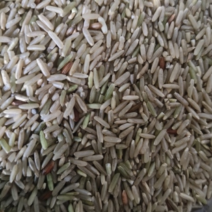 长江中下游老品种籼米糙米全米皮全胚芽虾田米鸭田米自留种