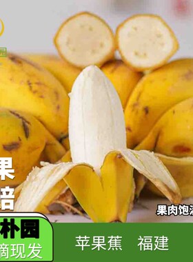抱朴园福建苹果蕉香蕉应季时令新鲜水果产地现摘直发清香甜糯美味