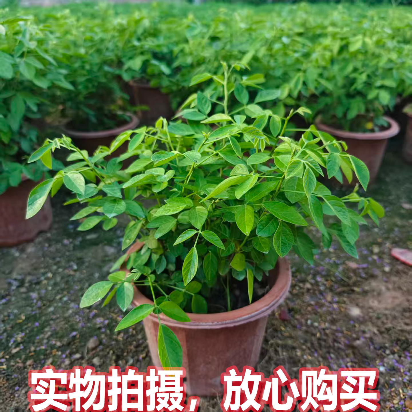 潮汕仙草抹草三叶草石榴花红花拜神用喜庆婚庆出花园盆栽中式