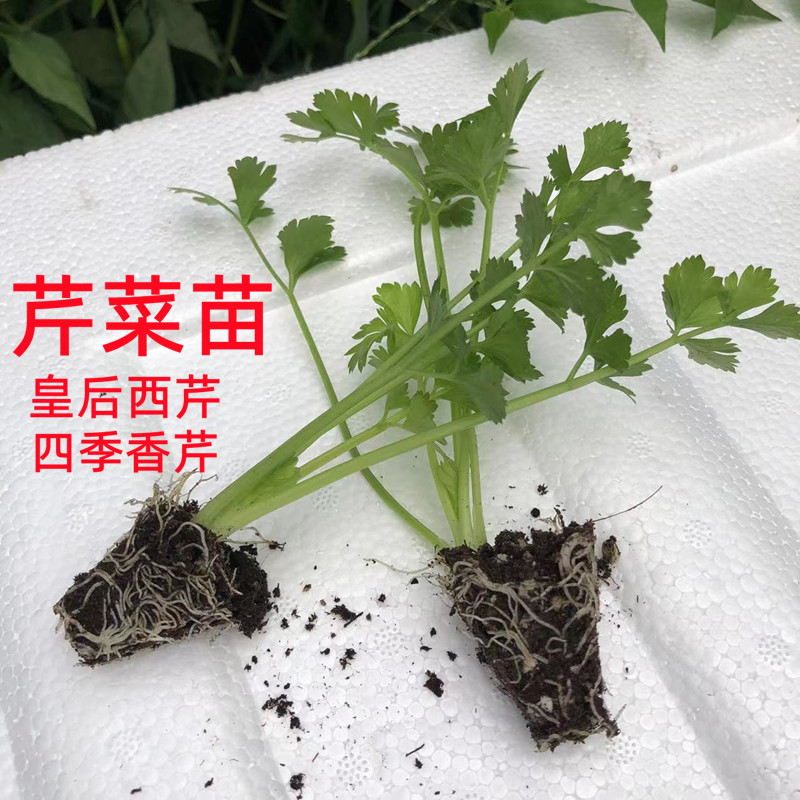 四季芹菜苗幼苗蔬菜种苗西红柿辣椒韭菜庭院阳台种植 鲜花速递/花卉仿真/绿植园艺 种苗/半成品盆栽 原图主图