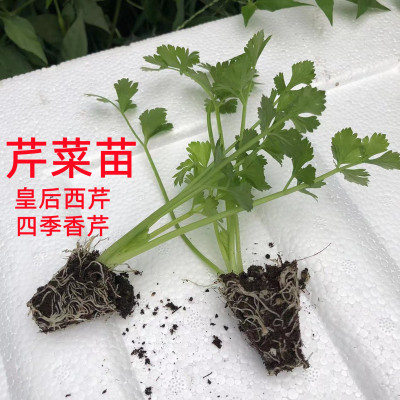 四季芹菜苗幼苗秋冬西蓝花莴苣