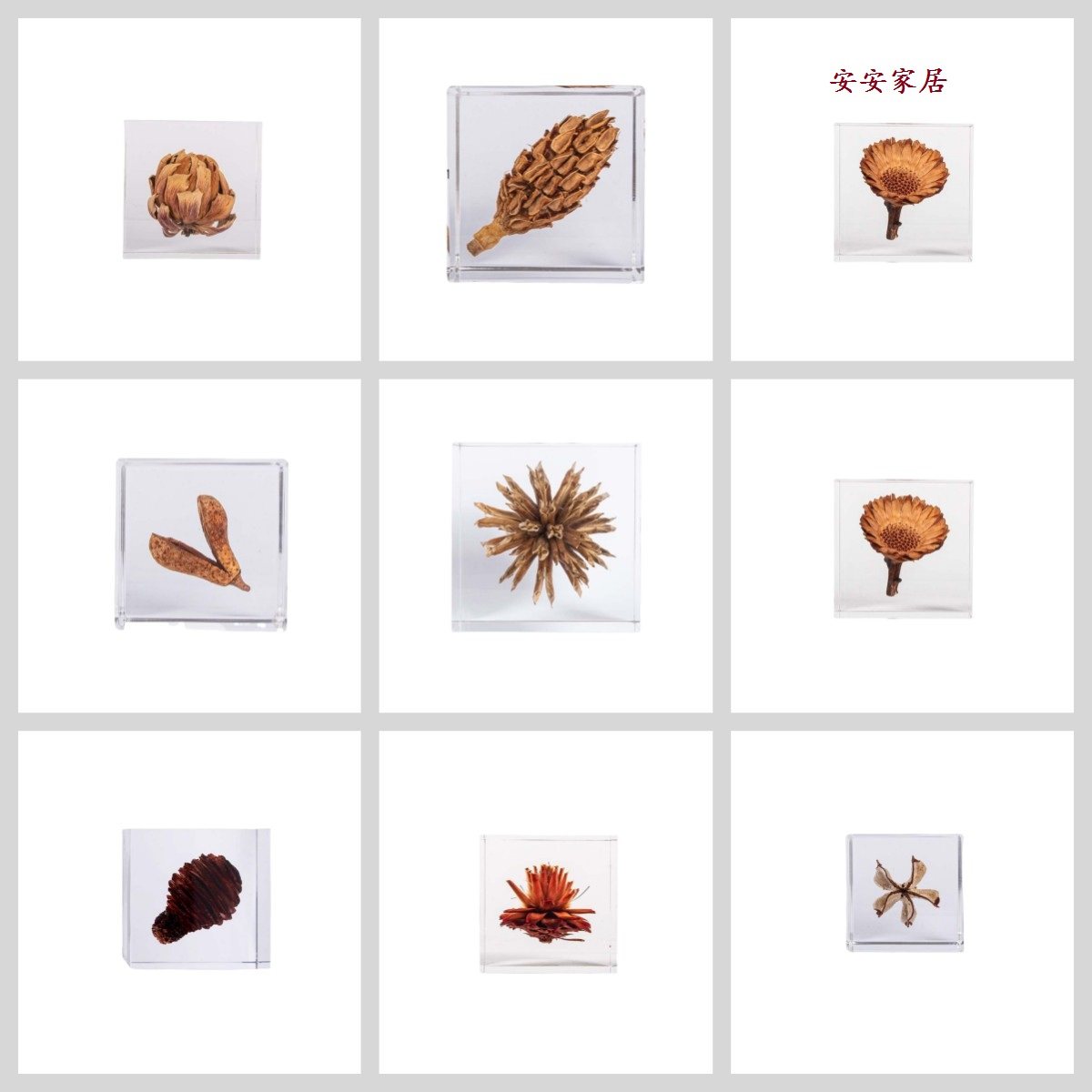 现代简约创意植物亚克力水晶标本摆件桌面书架儿童房教室软装饰品,家居饰品,桌面摆件,淘宝优惠券,粉丝福利购,淘宝优惠卷