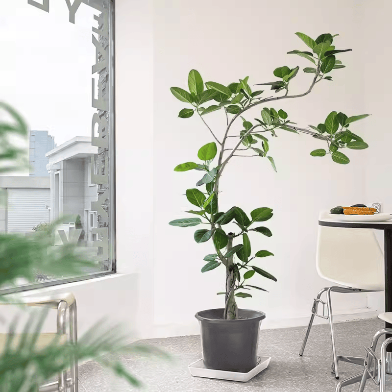 孟加拉榕树橡皮树盆栽老桩客厅绿植落地好养真花卉室内大型植物