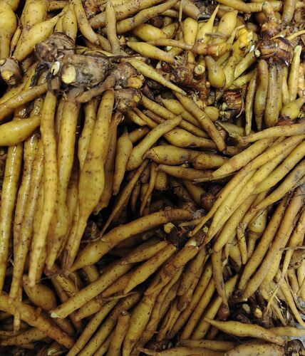 新鲜甲猜姜100克，手指姜，人参姜冬阴功汤新鲜蔬菜