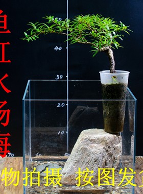 鱼缸水培植物造景绿植室内净水质