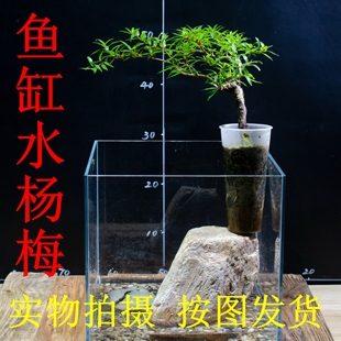 水杨梅原生态鱼缸乌龟造景装饰阴性水培植物水族净化水质小品盆栽