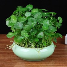 铜钱草盆栽水培植物办公室桌面盆栽金钱草花卉室内水养绿植带叶子