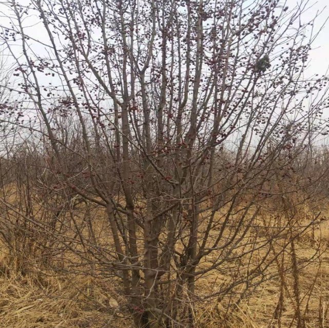 长白山野山丁子树枝山定子枝条新鲜500克药材