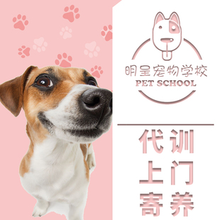 上海独栋别墅寄养 训犬学校老师专业护理 狗狗独立寄养