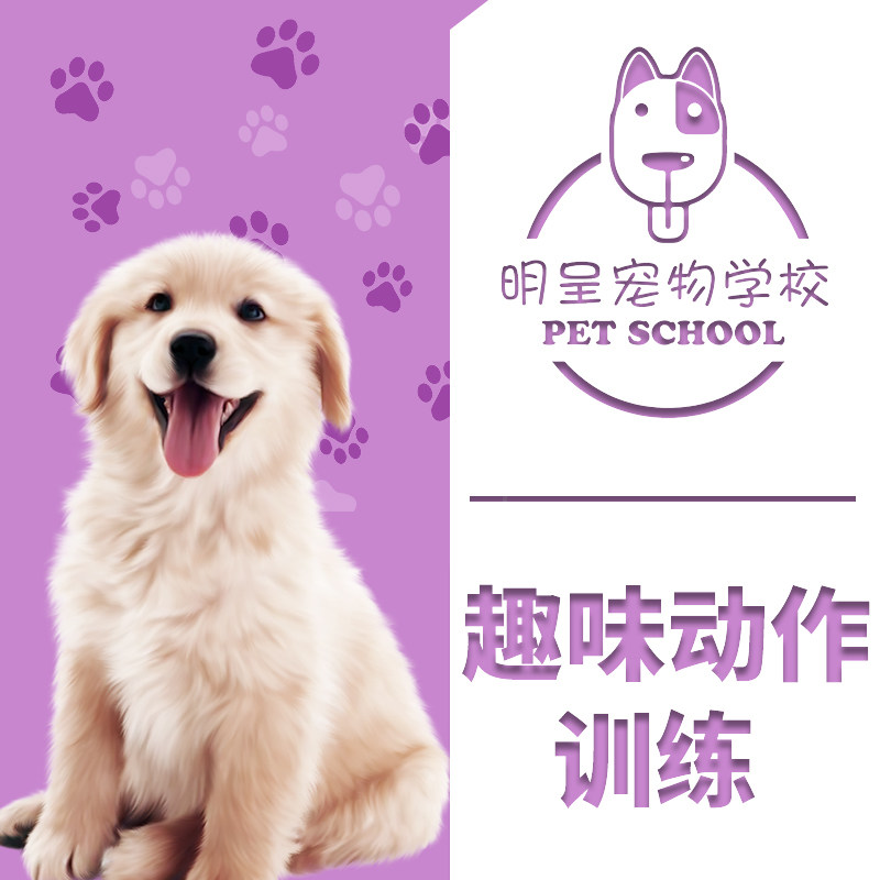 上海训犬学校狗狗趣味动作训练训犬师上门一对一教学上门训犬