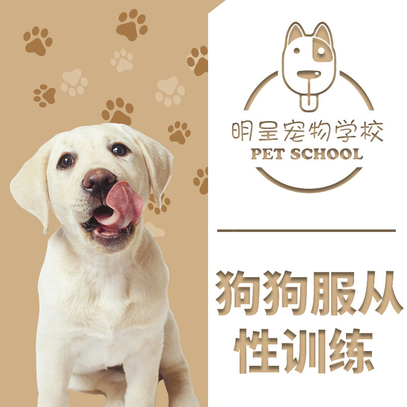 上海训犬学校狗狗服从性训练训犬师一对一上门训犬