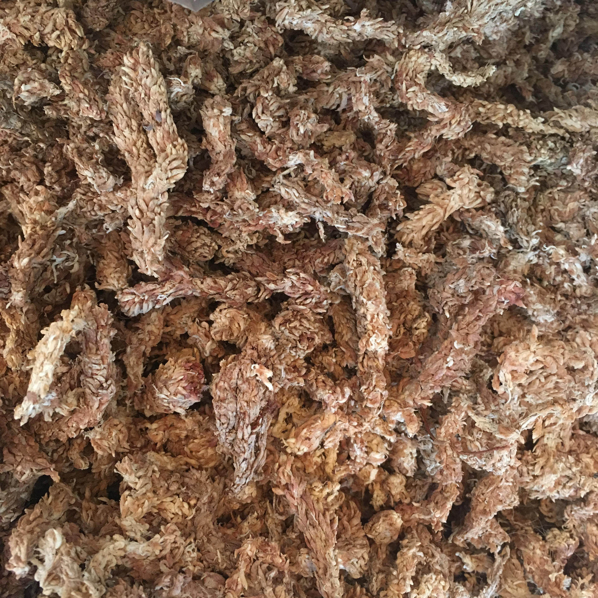 智利水苔 进口干水苔 蝴蝶兰花兰草专用水苔 整包 约5公斤