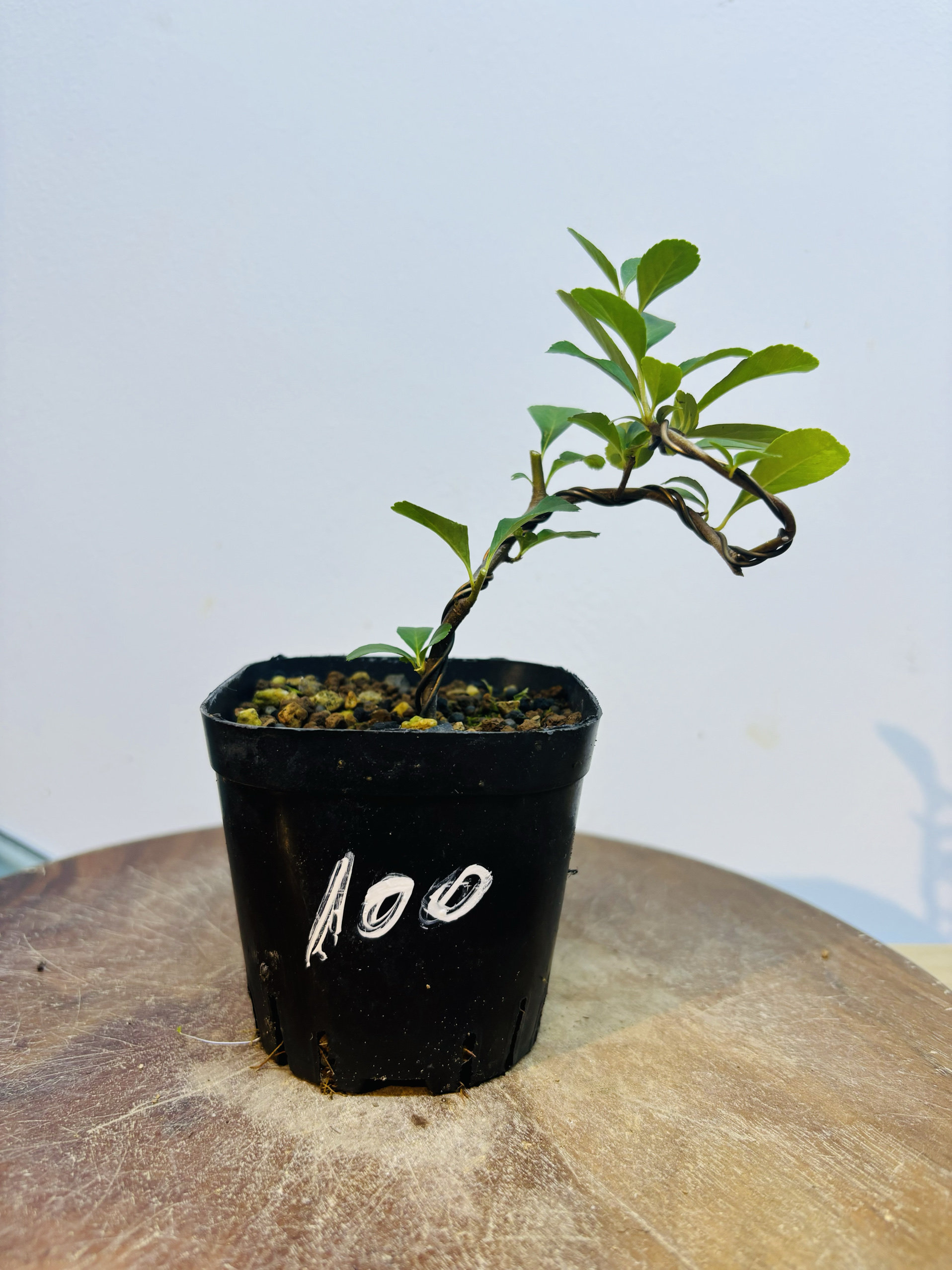 鑫之炎/原生韩国红果火棘救军粮白花 扦插童子功造型盆栽盆景绿植