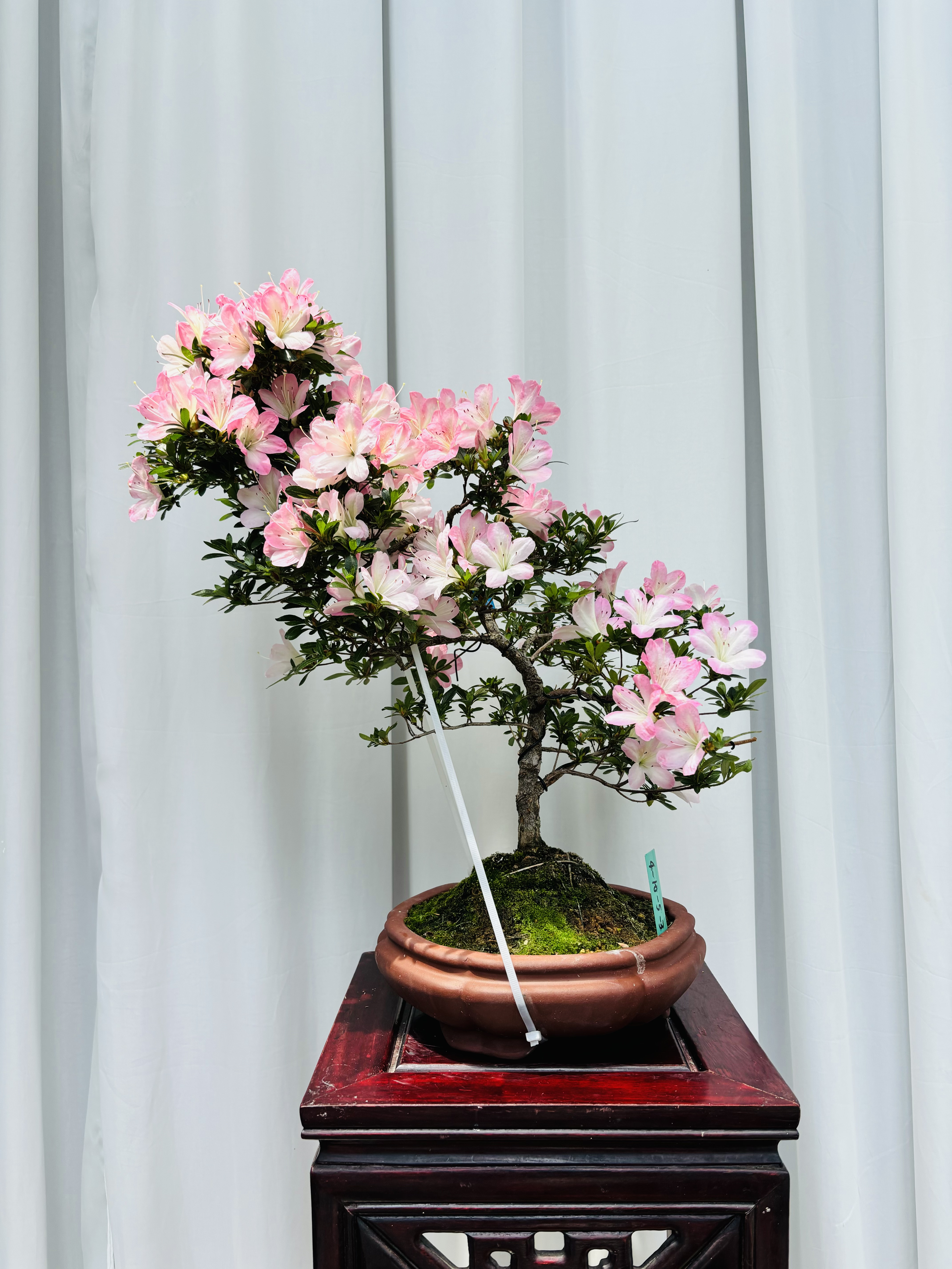 鑫之炎原生日本皋月杜鹃明美鸨惠熏风八咫碧空好月鸨羽惠彩姬红姬