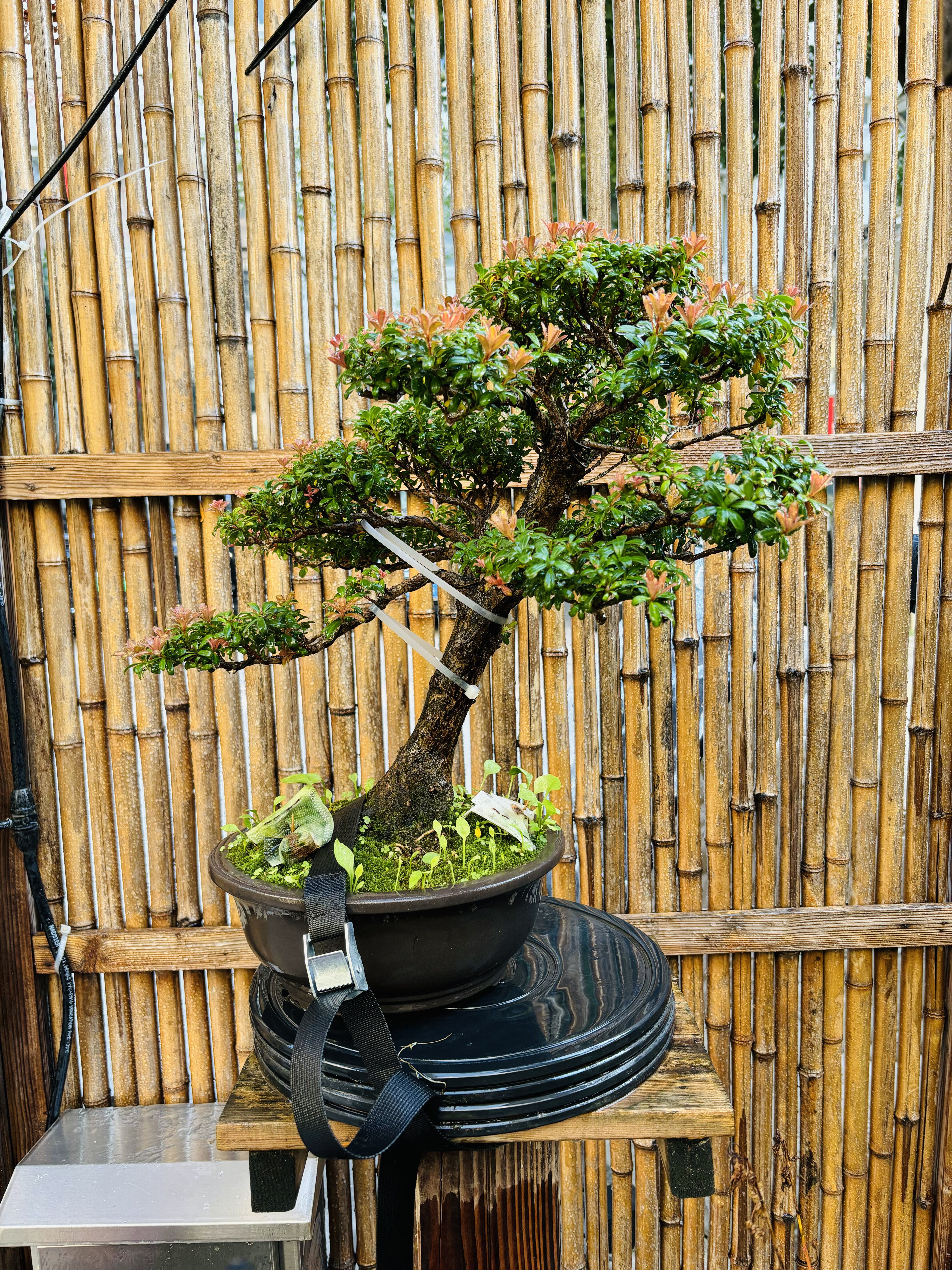 鑫之炎/原生小叶红芽珍珠罗汉松扦插小苗盆景 办公桌茶台盆景盆栽,鲜花速递/花卉仿真/绿植园艺,造型盆景,淘宝优惠券,粉丝福利购,淘宝优惠卷