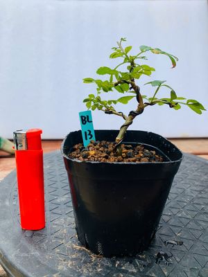 原生对节白蜡素材造型盆景净化