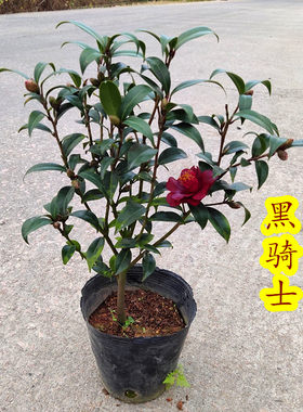黑骑士茶花珍贵稀有品种生长缓慢