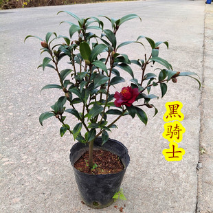 【黑骑士】山茶花树苗盆栽茶梅带花苞客厅阳台庭院花卉黑色山茶