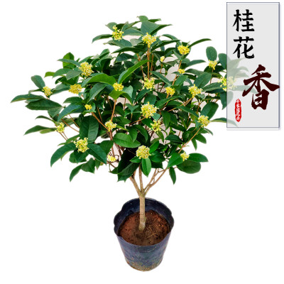 桂花树苗盆栽浓香型四季桂丹桂富贵花客厅阳台庭院绿植花卉带花苞 虎窝淘