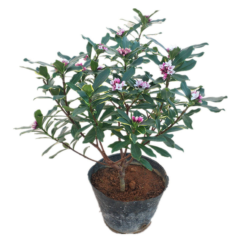 金边瑞香盆栽花卉绿植青叶瑞香老桩绿植宽叶带花苞去甲醛客厅书房在类目 鲜花速递/花卉仿真/绿植园艺, 花卉/绿植盆栽（新）, 花卉中 - 来自Buy2taobao.com提供专业的淘宝代购服务