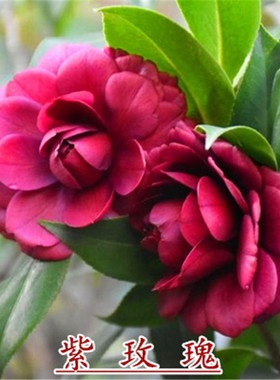 【紫玫瑰茶花】海角乐园山茶花紫色系列品种茶花嫁接原生植物茶花