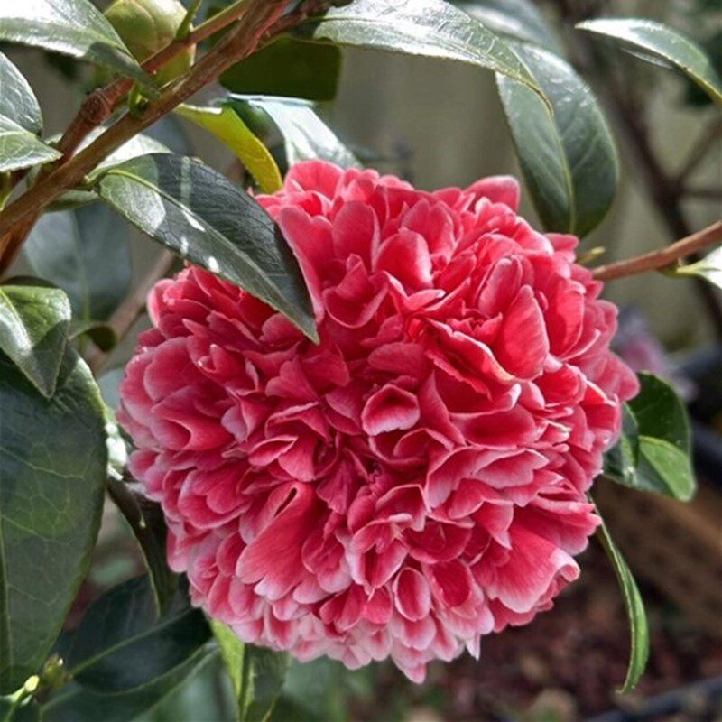 【志愿者】茶花盆栽名贵稀有品种复色拖桂型山茶当年开花阳台花卉