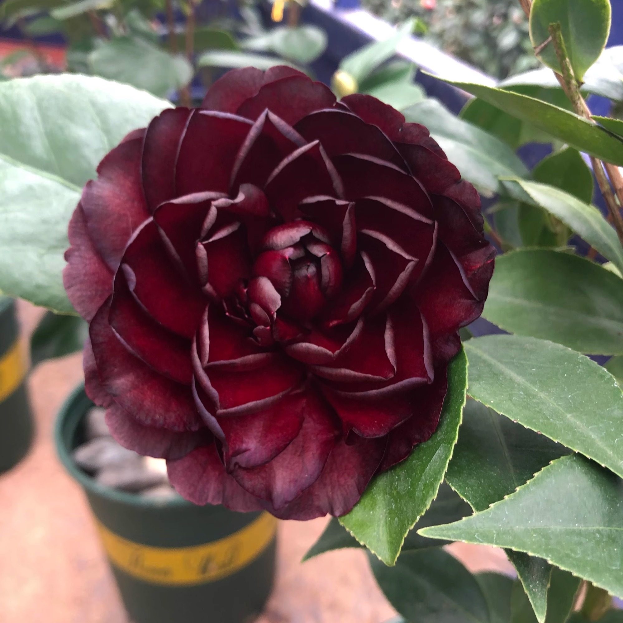 【墨川】超级墨川双墨茶花盆栽名贵品种茶花山茶花盆栽绿植园艺,鲜花速递/花卉仿真/绿植园艺,时令草本花卉,淘宝优惠券,粉丝福利购,淘宝优惠卷