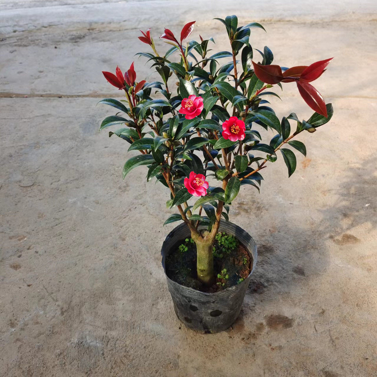嫁接品种茶花福建云茶正版名贵山茶花盆栽盆景斑水屋女郎墨川超赛