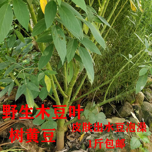 木豆叶树豆小孩皮肤洗澡出水豆股骨头木豆中柳豆药材500g包邮促销