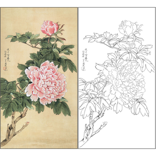 工笔画白描底稿于非闇花鸟《牡丹》临摹勾线高清打印稿FA38