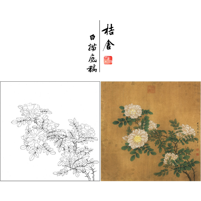 【有步骤,大彩图】工笔画白描底稿斗方小品《白蔷薇图》kl02