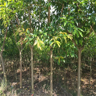 基地直销黄葛树苗风景绿化树大叶榕树别墅庭院绿植黄角树南北种植