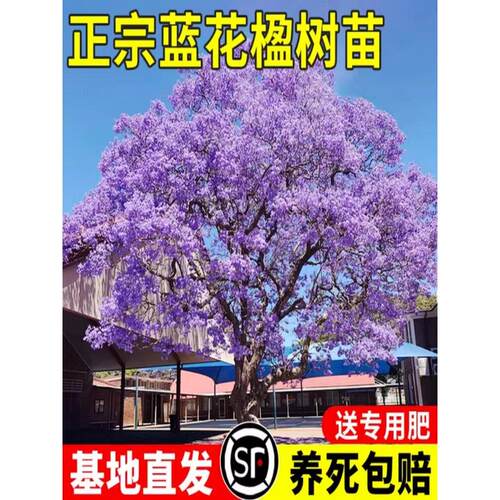 蓝花楹树苗大树正宗名贵苗木彩色风景树乔木绿化行道树庭院别墅种